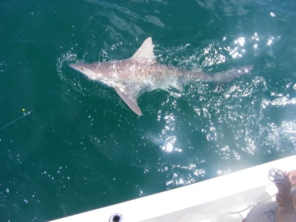 Shark Fishing