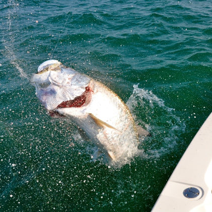 Tarpon Jumping