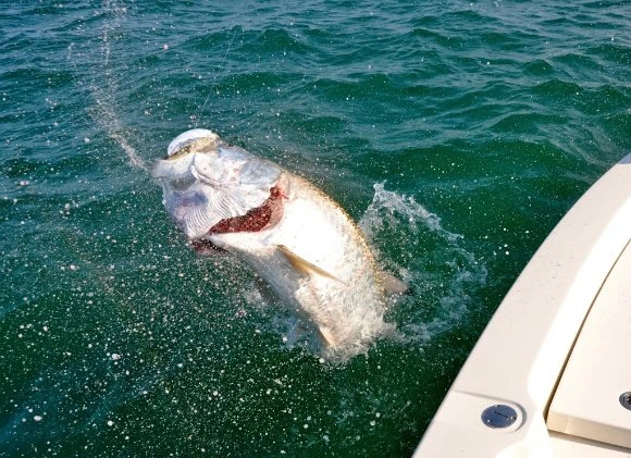 Tarpon Jumping