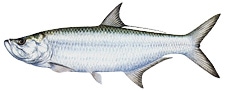 Tarpon