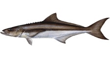 Cobia