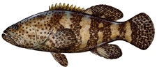 Goliath Grouper