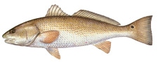 Redfish