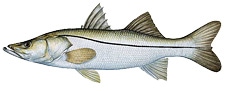 Snook