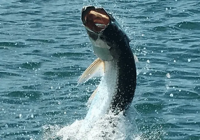 Tarpon Jumping