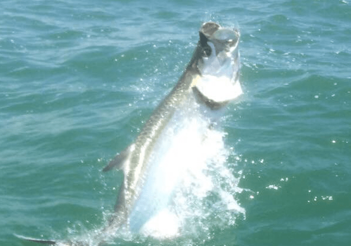 Tarpon Fishing Charters Boca Grande 