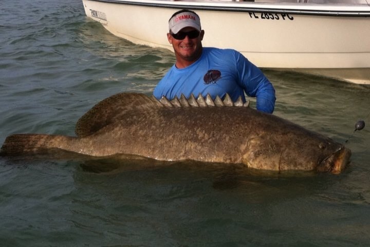 Goliath Grouper